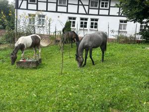 HalleTipi Zelt auf dem Ponyhof Roos的三匹马在房子前面的草地上放牧