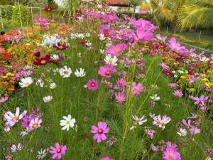 贡布Ganesha Kampot Resort的花园里的花田