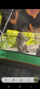 哈林海滩Joy Camping & Rooms的坐在窗前的树 ⁇ 上的猴子