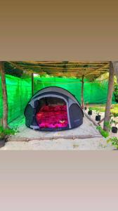 Te-Fare-AriiHaranai Camping & Tours的绿色帐篷内有火