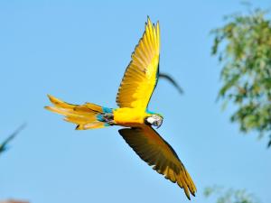 慕尼黑Test Tet Qa Kari的空中飞翔的黄色鸟
