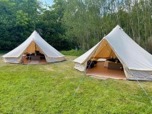 德罗伊特威奇Ash Bell Tent的两顶帐篷位于树木林立的田野