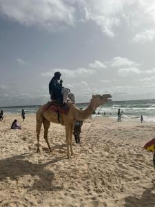 努瓦克肖特transit的骑骆驼的人