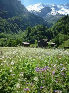 施特歇尔贝格Alpenhof Mountain Lodge的山 ⁇ 的花田