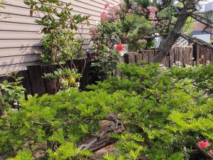札幌民泊 B&B yoshida的花园内种植了绿色植物,设有木栅栏