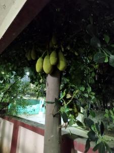 布巴内什瓦尔Ashiyana的挂在树上的一束水果
