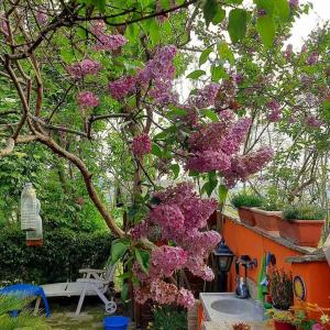 安科纳Lillac Cottage的花园中种有紫色花的树
