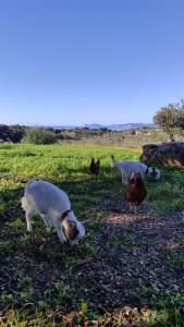 阿尔盖罗Villa Boeddu, relax tra mare e campagna的狗和鸡在田里放牧