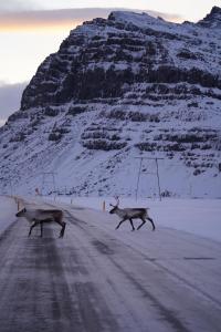 霍芬REY Stays - Small & Cozy Studio的两只鹿在山前穿过一条道路