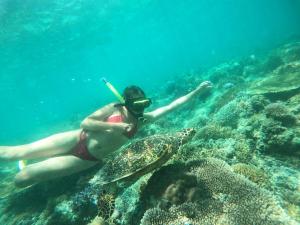 吉利美诺梦幻小屋旅馆的海龟在海洋中游泳的人