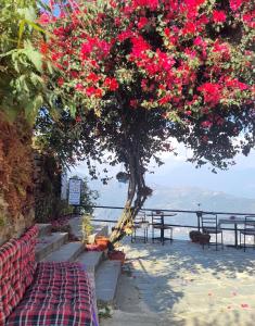 博卡拉和平龙旅馆的水边一棵树上满是红花