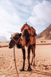 瓦迪拉姆Bedouin Nights Camp的沙漠中一只骆驼背上装着一束荷载