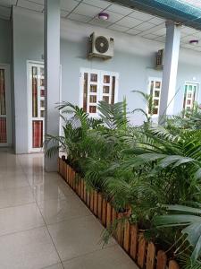 MOTEL MINH TÂM 28的建筑物走廊上的一排植物