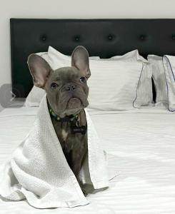 库库塔Hotel Fenix的一只小狗坐在床上