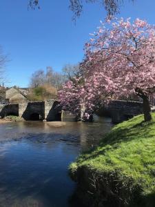 ClunLavender Cottage, 3 School Road, Clun, Shropshire的河岸边有粉红色花的树