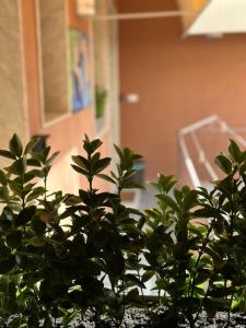 锡拉库扎LE CAMERE Luxury Rooms SIRACUSA的坐在门前的绿色植物