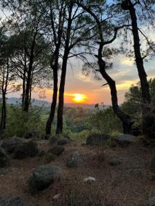 达兰萨拉Prakriti Aalay - Riverside Mountain View Boutique Eco Resort的树丛山顶的日落