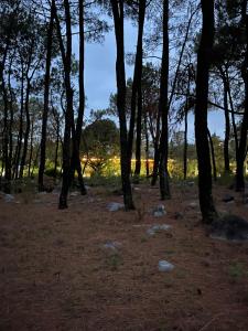达兰萨拉Prakriti Aalay - Riverside Mountain View Boutique Eco Resort的树木林立的地面上,有树木和岩石