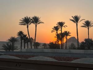 开罗peace house的棕榈树泳池的日落