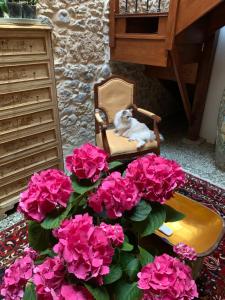 大加那利岛拉斯帕尔马斯Casa Doranda Vegueta的一只猫坐在椅子上,旁边是粉红色的花朵