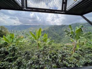 马尼萨莱斯El refugio del Guayacán的享有背景的森林美景