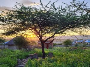 姆托瓦姆布Mwi Village House的树在田野里,在背后是日落