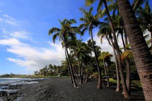 HauulaBeach Front/Free Breakfast/Hawaiian Retreat/Luxury的沙滩上的棕榈树