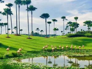 振林山【森林城市高尔夫】度假式双层别墅民宿的一群火烈鸟站在池塘附近的草地上