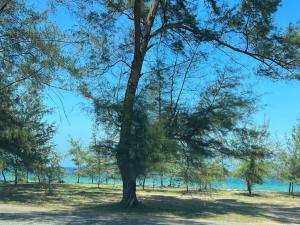 Kampong Gok KaporHH Homestay Dungun的水田里的树,背景水