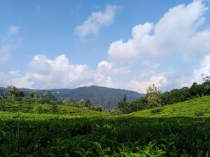 努沃勒埃利耶Tealeaf holiday inn的山地的绿色田野