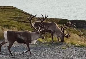 RepvågRepvåg Overnatting Nordkapp的两只动物,有鹿在水边的岩石上行走