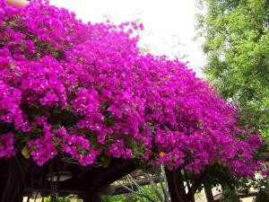 哈维亚CasaNoa Luxury Villa Bed and Breakfast的树上一束紫色的花
