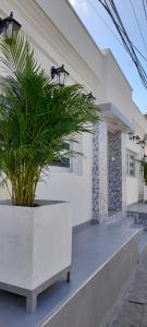 里奥阿查Hotel La Guajira - Centro Historico的房屋前白色种植园里的植物