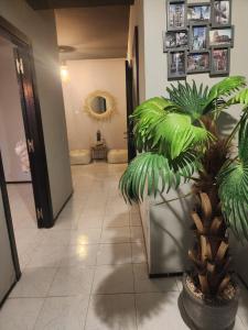 马拉喀什Aprt 4 Family的走廊上,在房间里种植了大植物