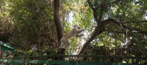 阿鲁沙Karibu Heritage House的白松鼠跳下树