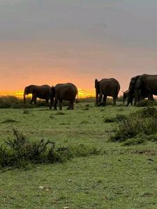 SekenaniMaasai home village的一群大象在日落时分在田野里行走