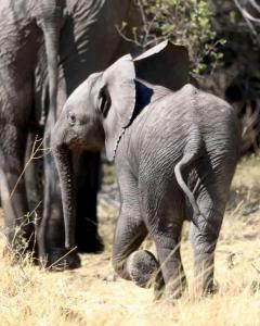 SekenaniMaasai home village的一只小象在大象旁边行走
