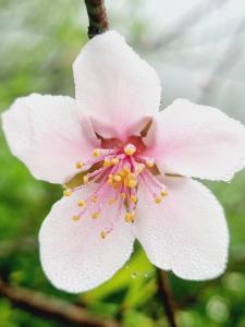 An PonMộc Châu Peachy Garden的粉红色的花朵的近距离