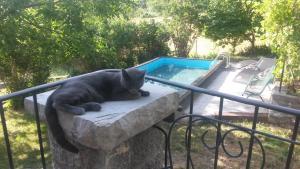 昂特勒沃Chambres d'hotes - La Maison de Julie的一只猫躺在游泳池旁边的岩石上