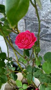 MOTEL MINH TÂM 28的坐在植物顶上的粉红色玫瑰