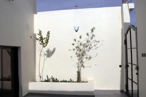 Sūq al Aḩadنيلوفر بيتي的两株植物的白色墙