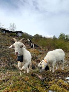 ØksendalsøraCabin by the Fjord的几只山羊站在草地上