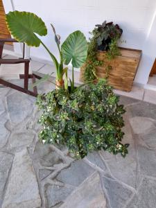 帕罗奇亚斯可一室公寓式酒店的一堆植物坐在石头地板上