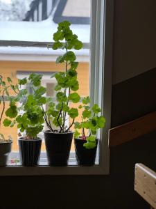 诺尔泰利耶Central lägenhet的窗台上三盆盆植物