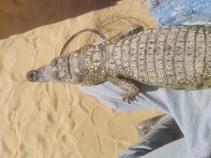 阿斯旺NeNeKaTo Nubian House的一只鳄鱼在床上的壁上