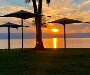 KinarDoga Resort - דוגה ריזורט的两把遮阳伞,在树前,日落