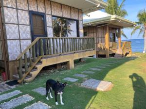 BurgosVilla Malinao Oceanview Resort - Deluxe bungalow的一只黑白狗站在房子前面