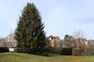 Bellignat美乐蒂酒店的一座大松树,在有房子的院子内