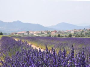莫拉塔利亚Casas Rurales Luis的前景紫色花的薰衣草田