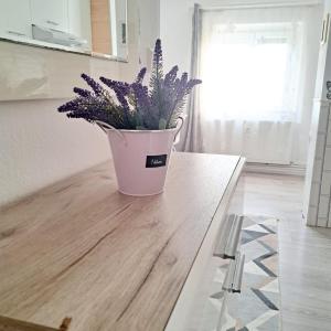 阿拉德Apartament Elegant - Zona Alfa的坐在厨房台面上的盆栽植物